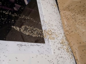 Ants inside framing packaging