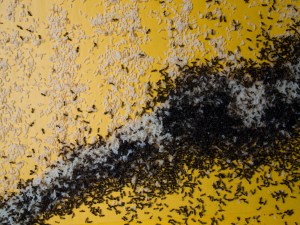 Ants and eggs killed by spray