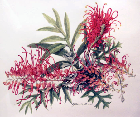 Gillian Scott Grevillea x ‘Robyn Gordon’ 1993 Watercolour on paper 25 x 35 cm Courtesy of the artist